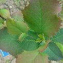 X Mahoberberis neubertii jeune feuille